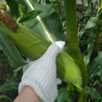 北見の気温2024/08/22