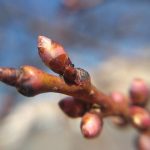 北見の気温2025/04/13