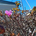 北見の気温2025/04/18