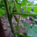 北見の気温2025/07/20