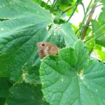 北見の気温2025/08/15