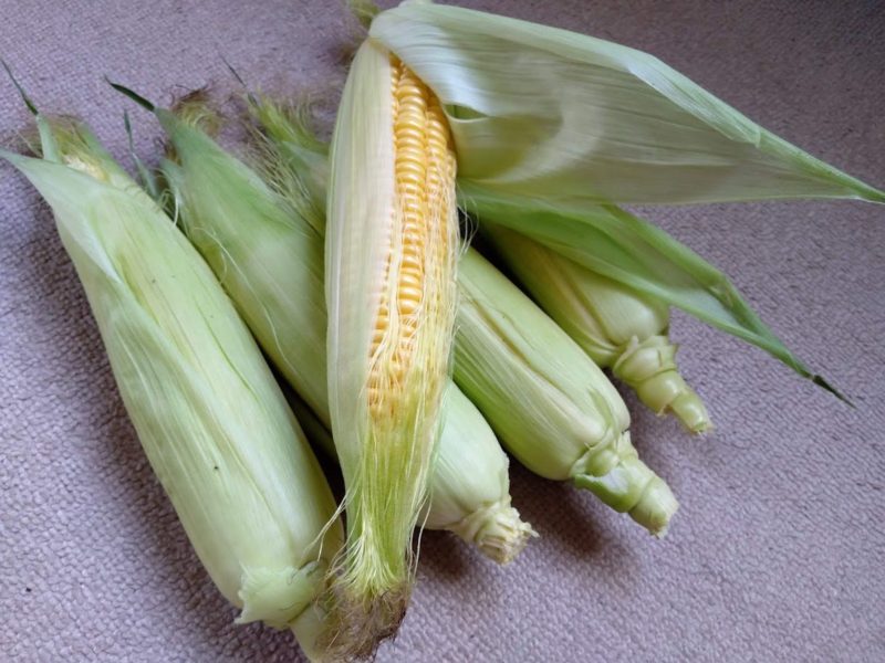 収穫したトウモロコシの画像です