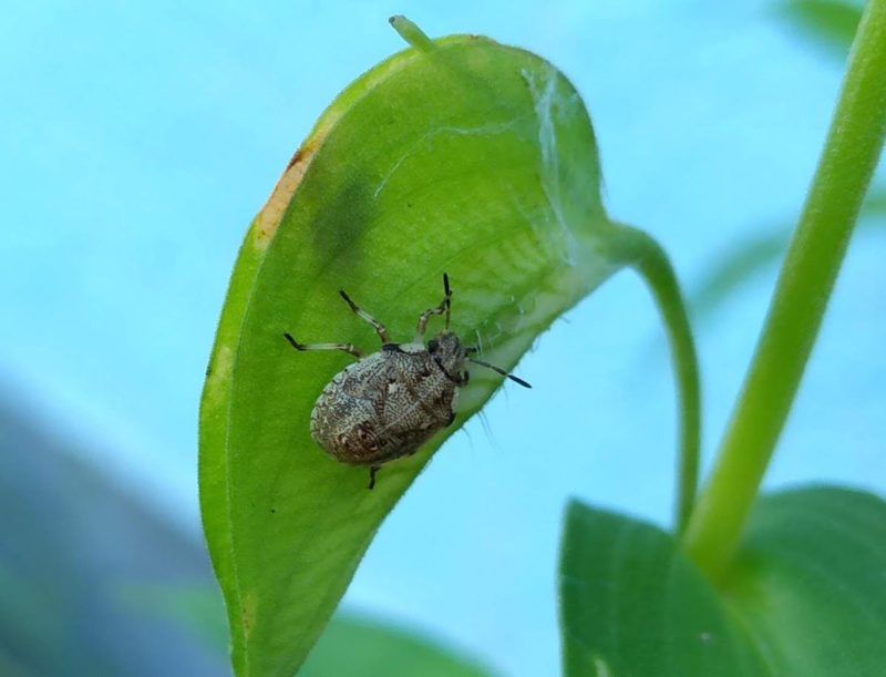 ツユクサにいたカメムシの画像です