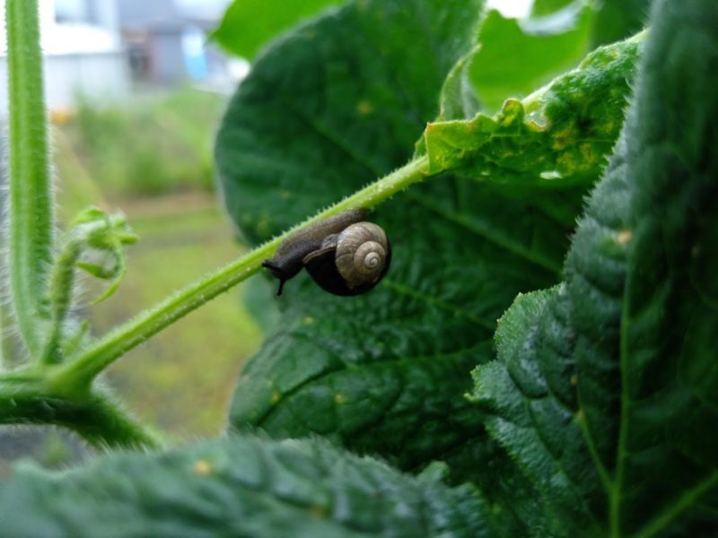黒いカタツムリの画像です