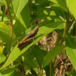 北見の気温2025/08/12