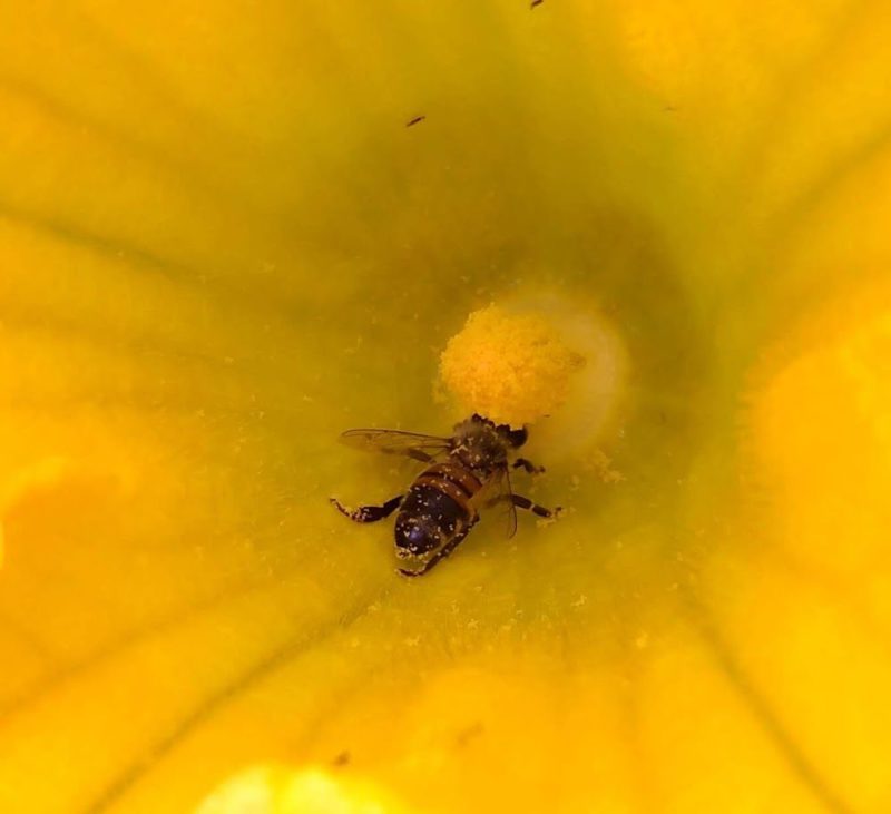 カボチャの花の中のミツバチの画像です