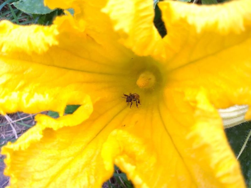 花の奥から出てきたミツバチの画像です