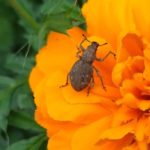 北見の気温2025/08/20