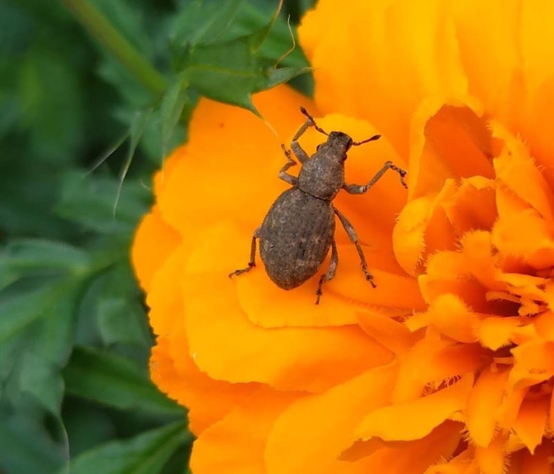 ゾウムシの画像です