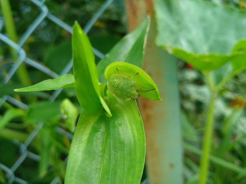 カメムシの画像です