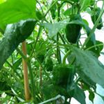 北見の気温2025/08/23