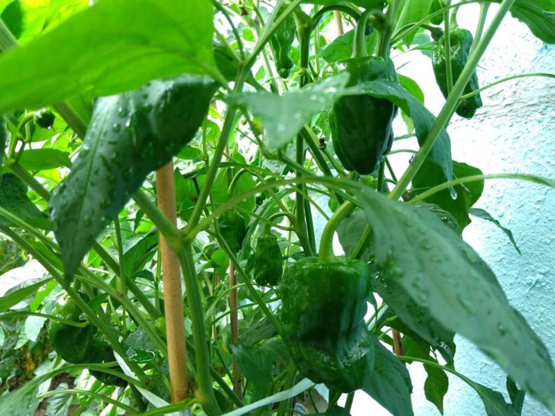 家庭菜園のピーマンの画像です