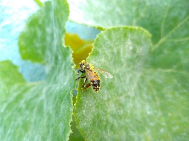 ミツバチの画像です