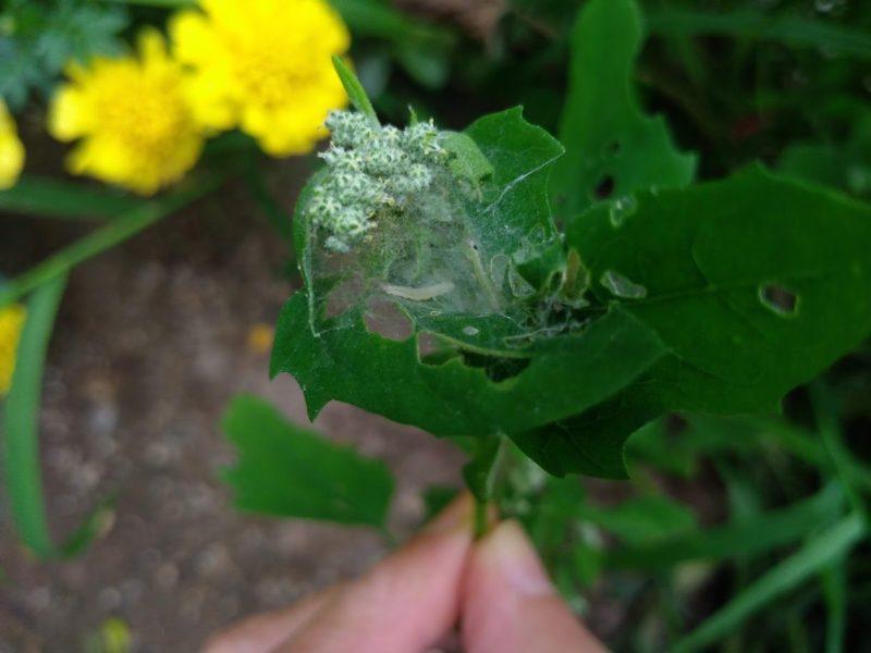 なにかの幼虫に糸を張られたシロザの画像です