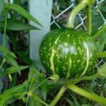 北見の気温2025/08/14