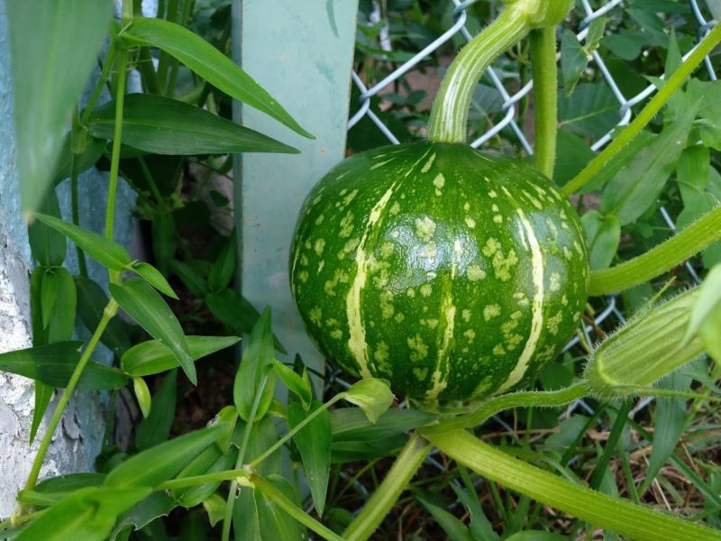 カボチャの実の画像です