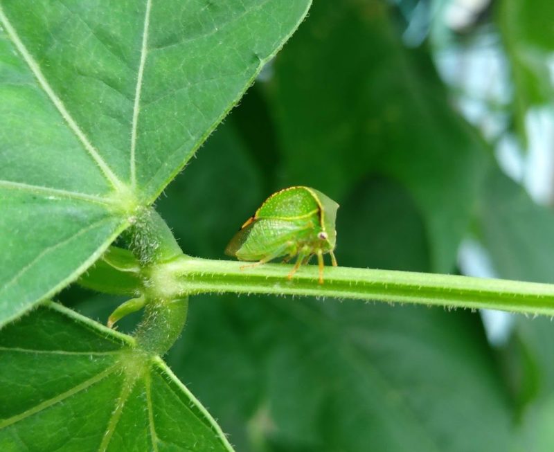 謎の昆虫の画像です