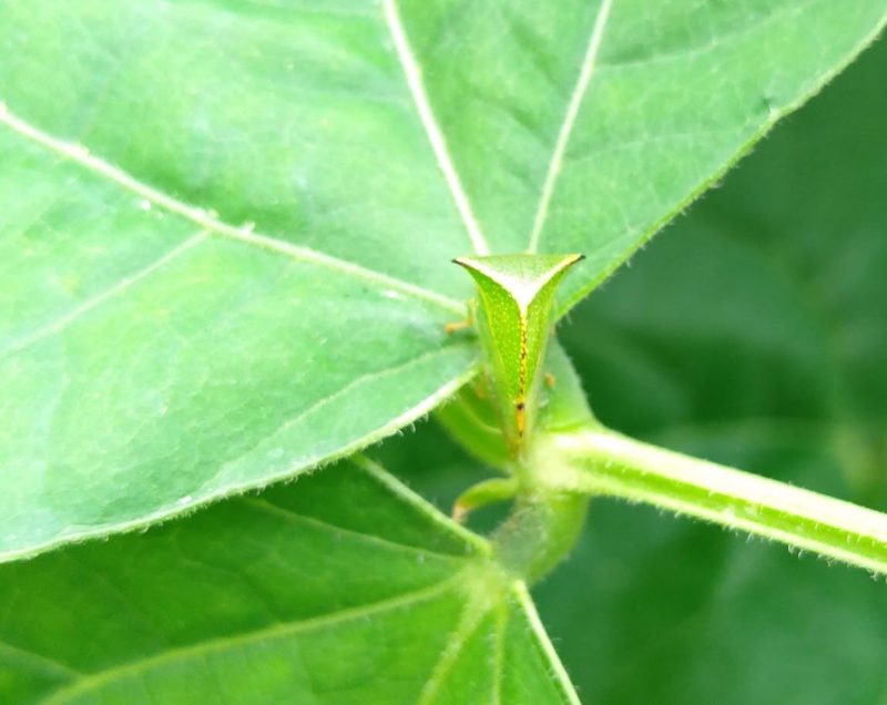 謎の昆虫の後ろ姿です