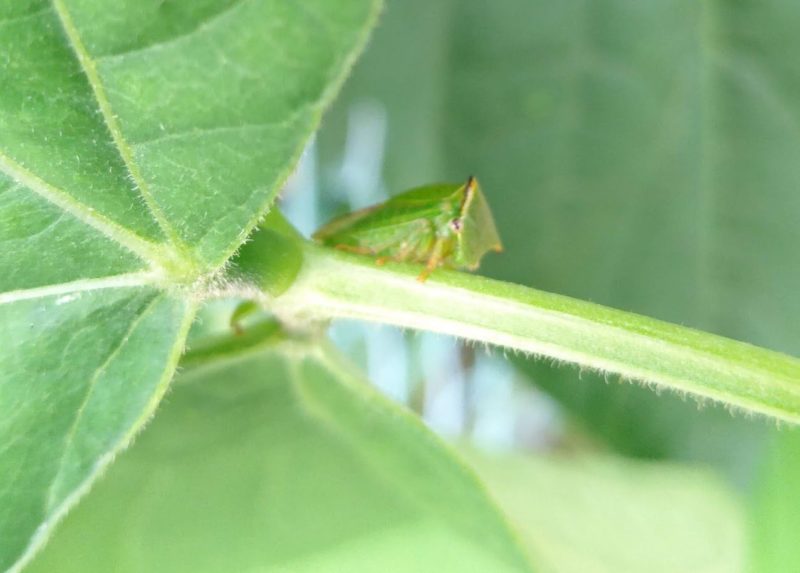 かわいい動作の謎の昆虫です