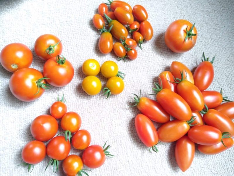 家庭菜園のトマトたち