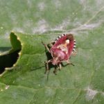 北見の気温2025/08/29