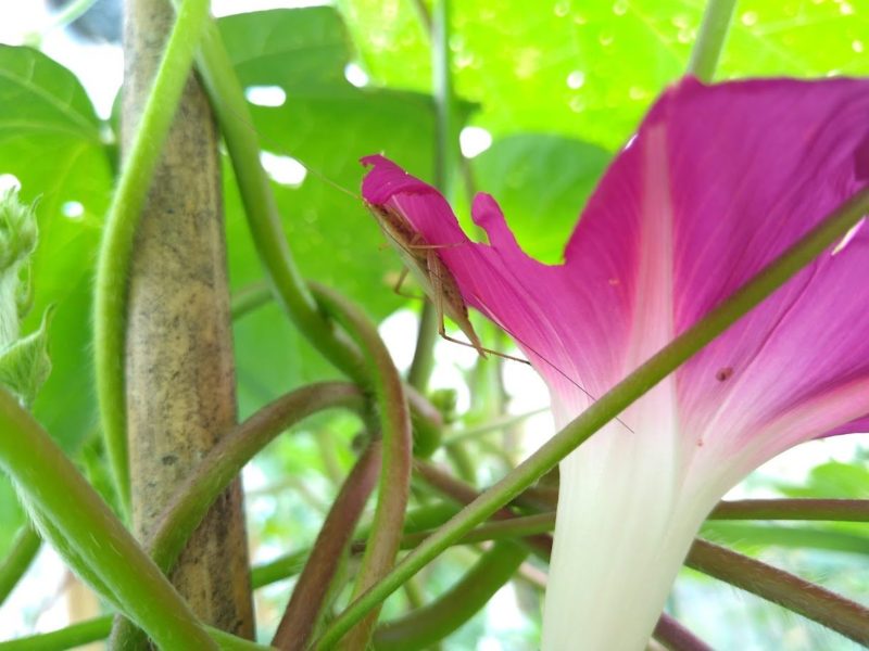 朝顔の花にいるカンタンの画像です