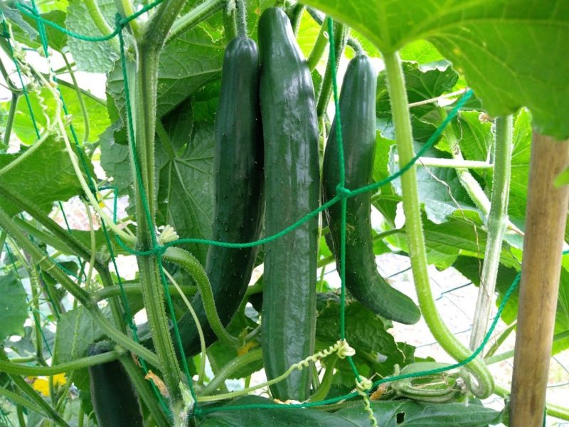 大きく育ったキュウリの画像です