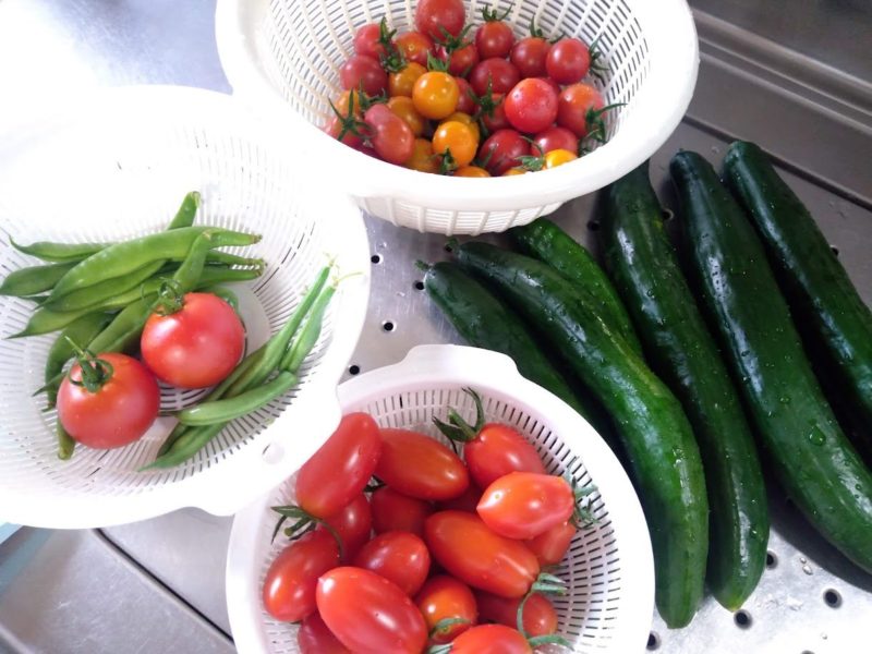 二日分の収穫した野菜の画像です