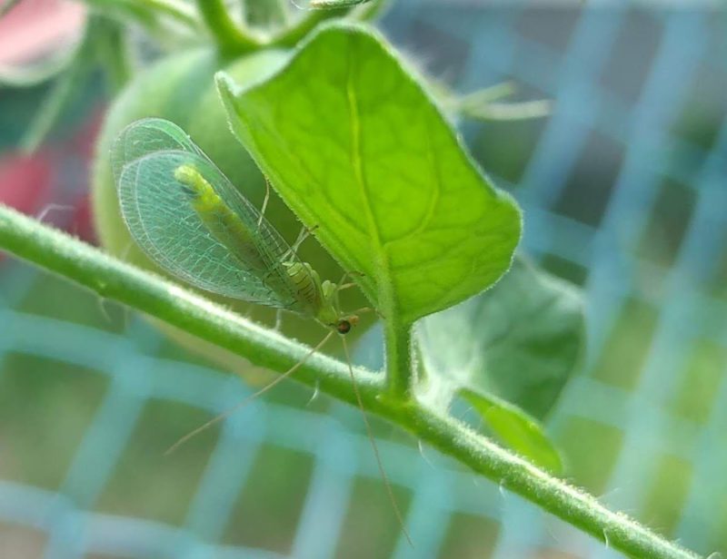 クサカゲロウの画像です