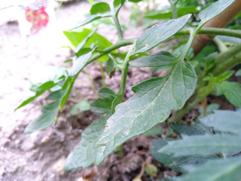 トマトの葉の画像です