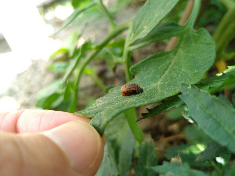 前日のテントウムシのサナギの付いたトマトの葉の画像です