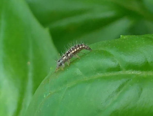 クサカゲロウの幼虫の画像です