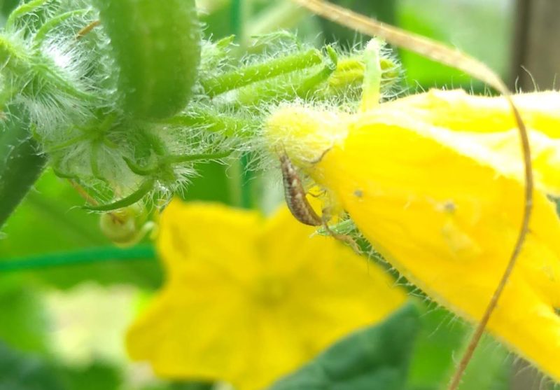 キュウリの花にいた謎の幼虫です