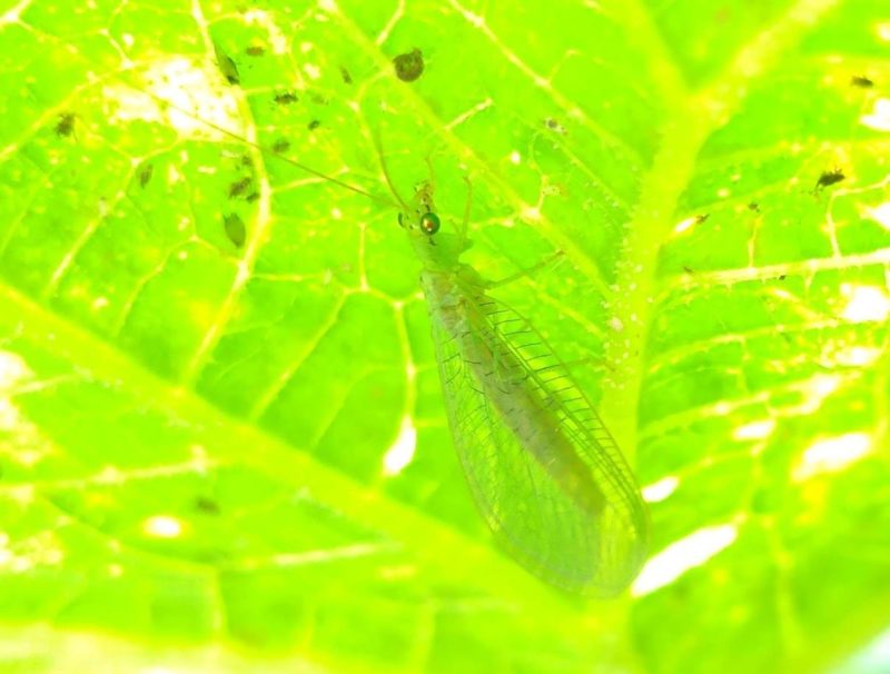 クサカゲロウの成虫の画像です