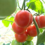 北見の気温2025/08/10