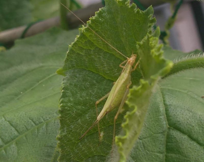 カンタンの画像です