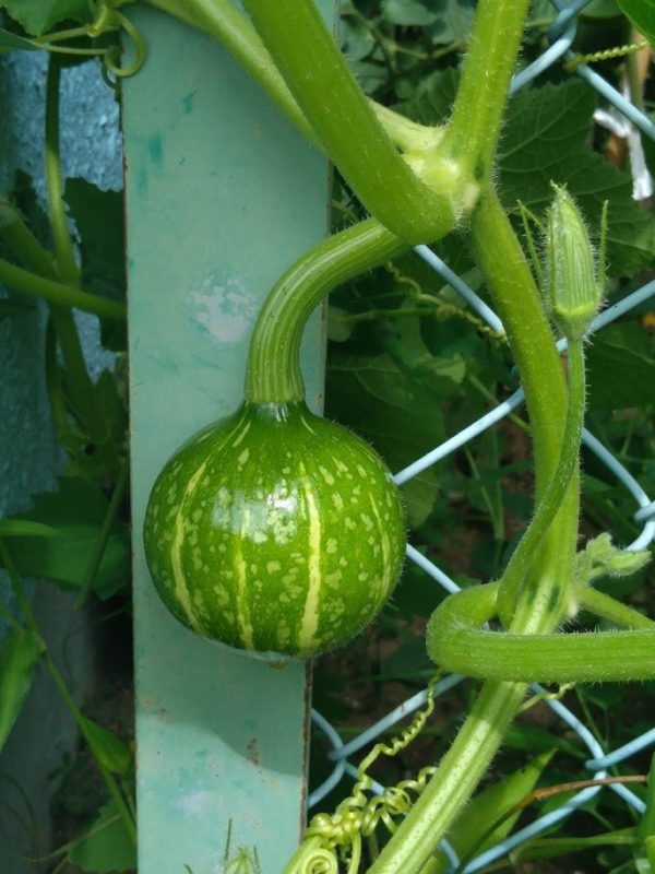 カボチャの実の画像です