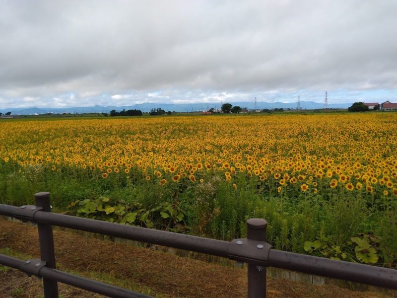 ひまわり畑の画像です
