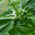 北見の気温2025/09/01