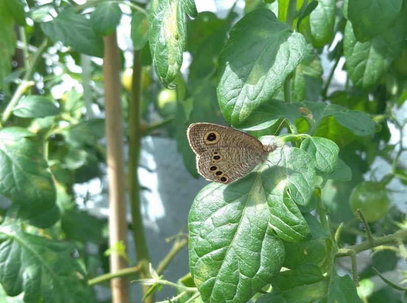 ジャノメチョウの画像です