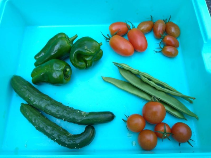 収穫した野菜の画像です
