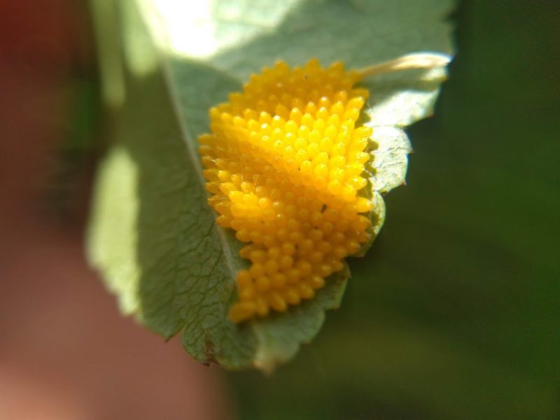 ６月２６日のエゾシロチョウの卵の画像です