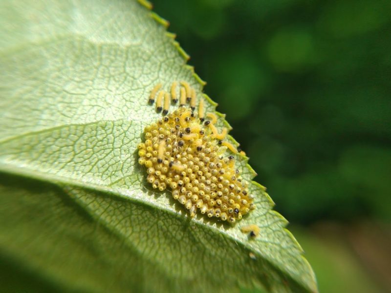 卵が孵化した画像です