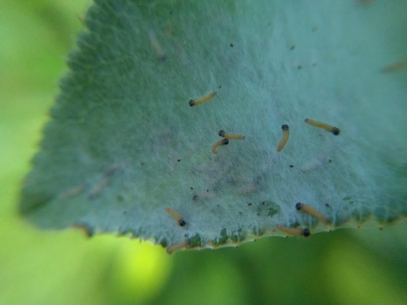 孵化後のエゾシロチョウの幼虫の画像です