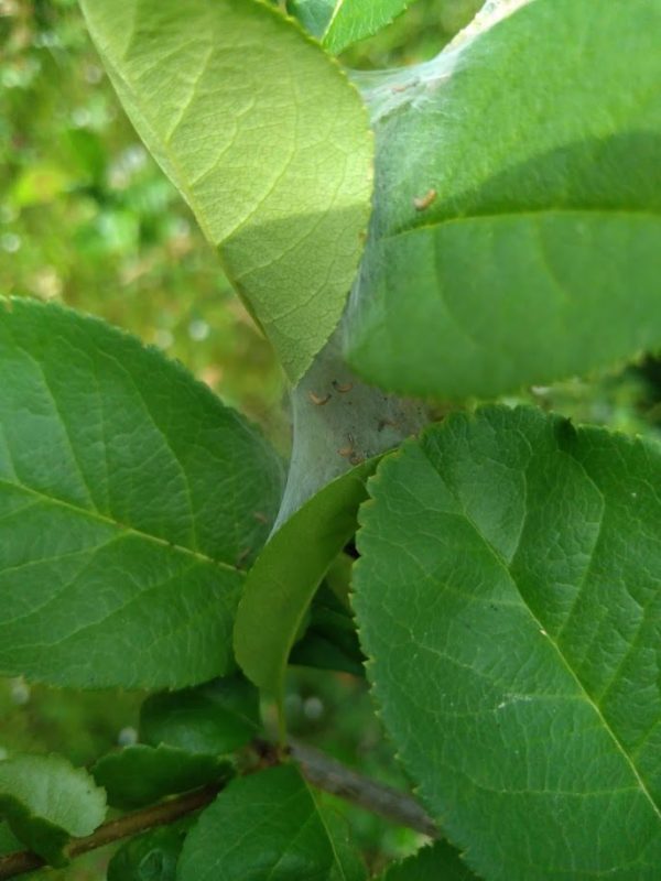 幼虫の作った巣の画像です