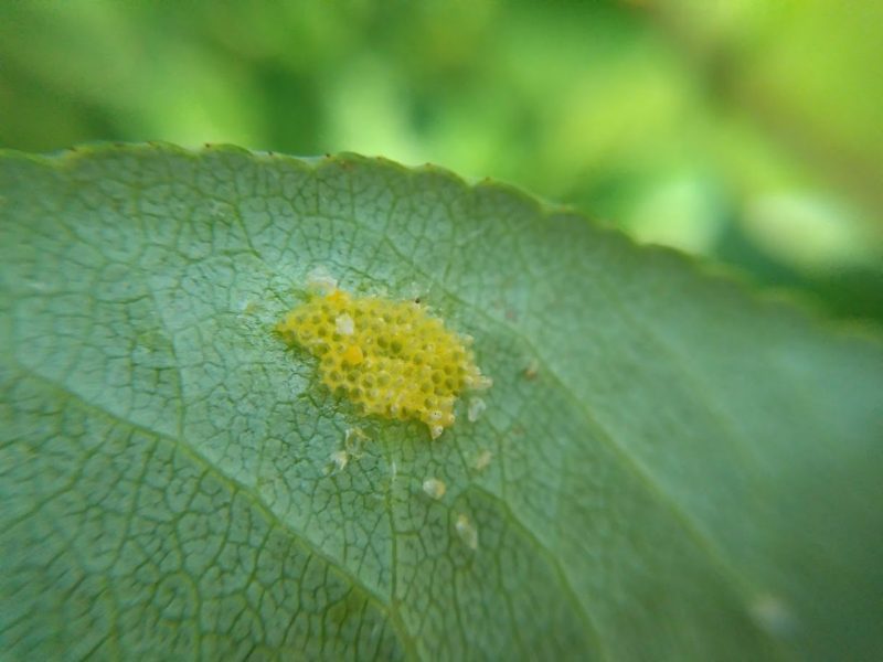 孵化後の卵の画像です