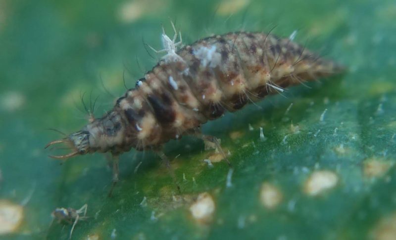 クサカゲロウの幼虫の画像です