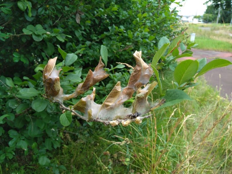 幼虫の糸でぐるぐる巻きのボケの葉の画像です