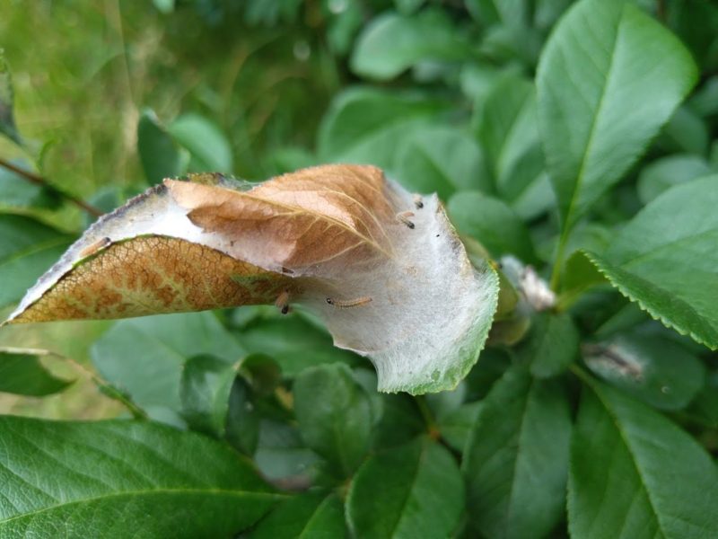 巣の中にいる幼虫の画像です