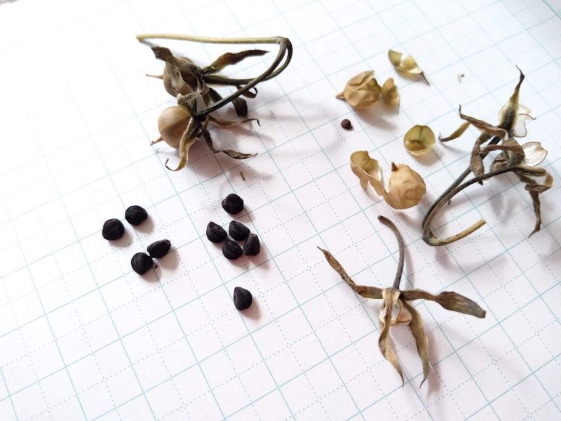 アサガオの種の画像です